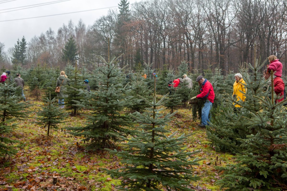 Weihnachten in Berlin Hier kannst du deinen Christbaum selber schlagen