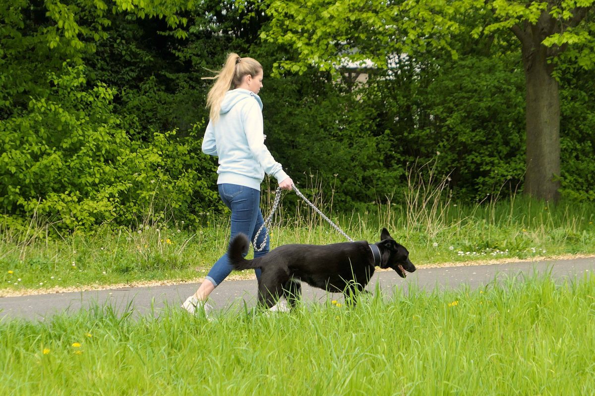 Hunde in Berlin