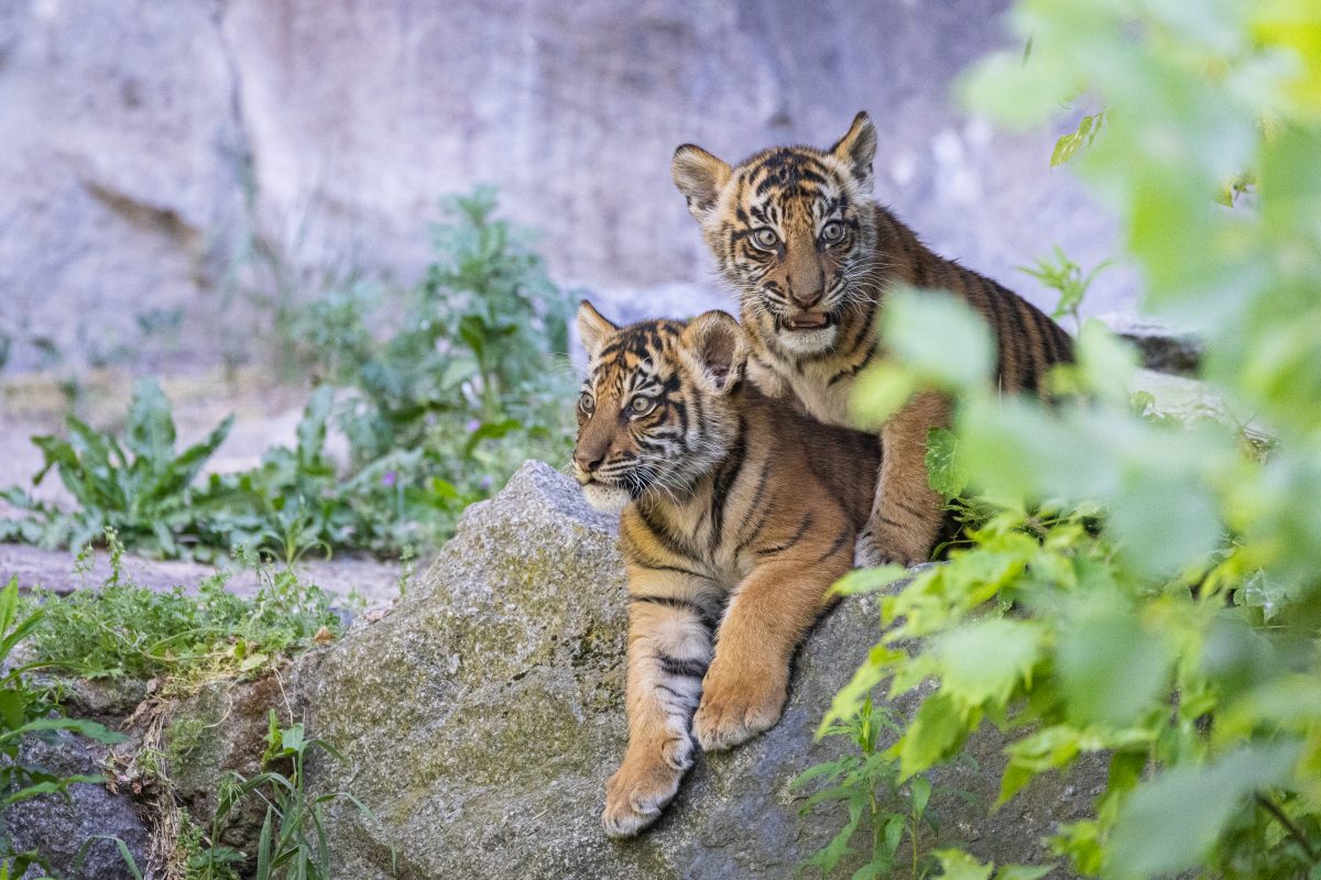 Die Tiger-Zwillinge Ede und Kuno im Tierpark Berlin