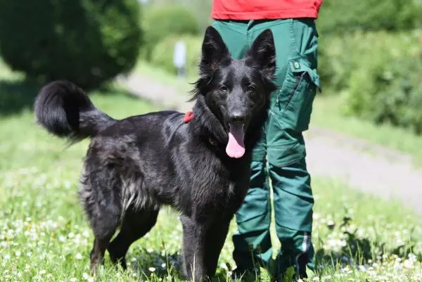 Das Tierheim Berlin sucht erneut ein zu Hause für Bonny.