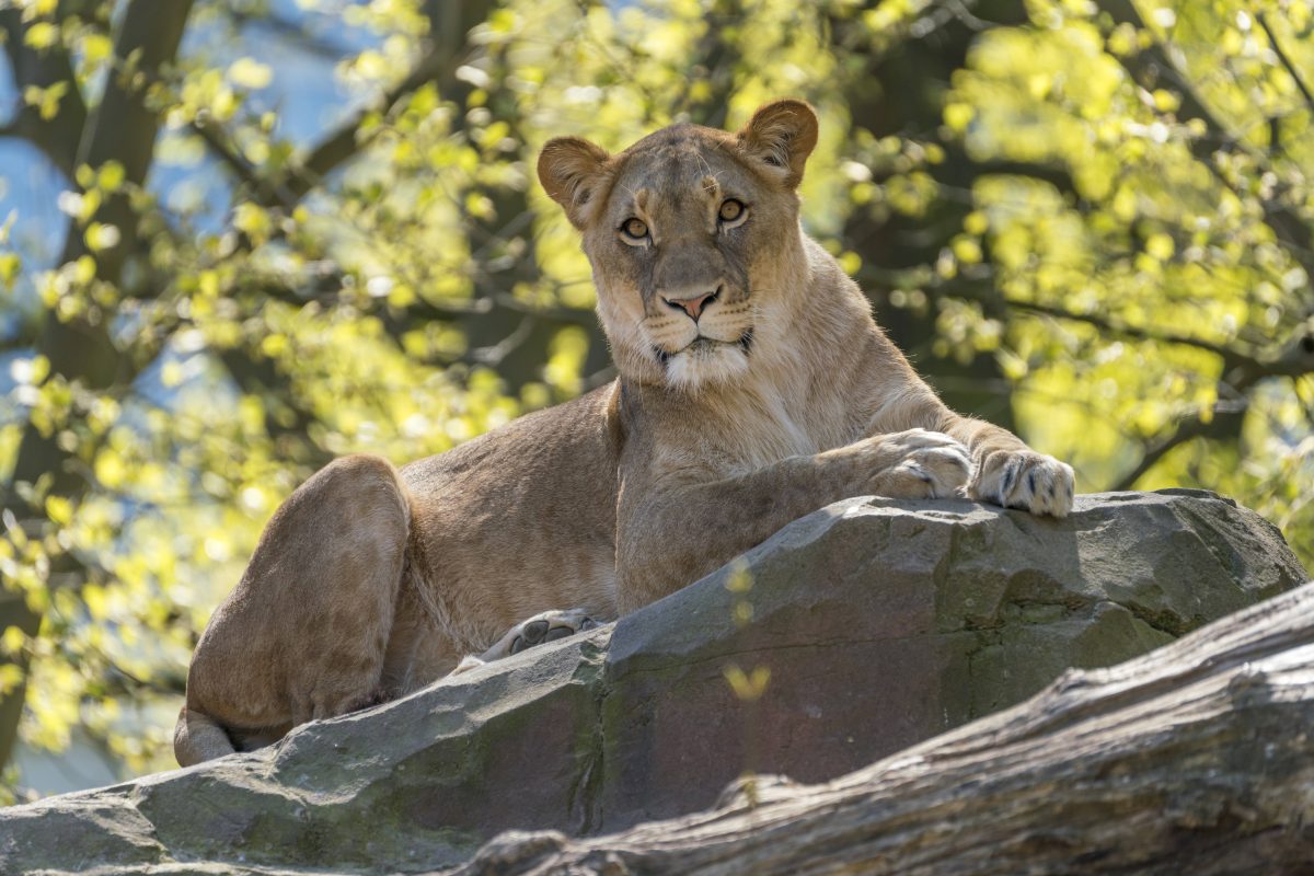 Zoo Berlin