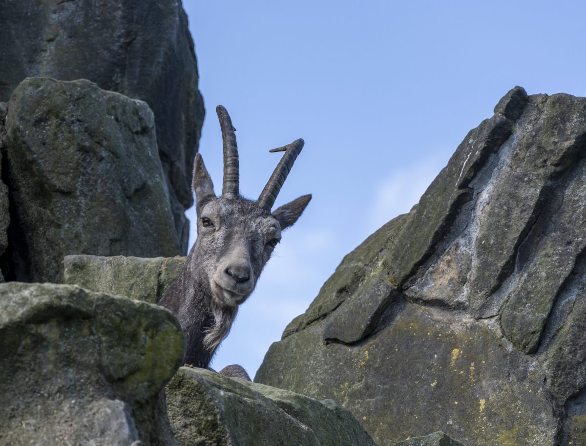 Zoo Berlin