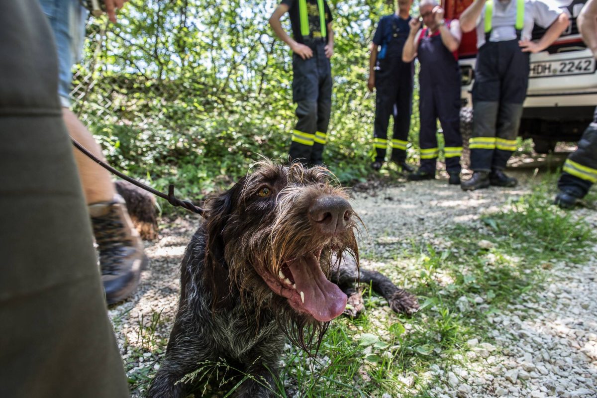 Hund in Berlin