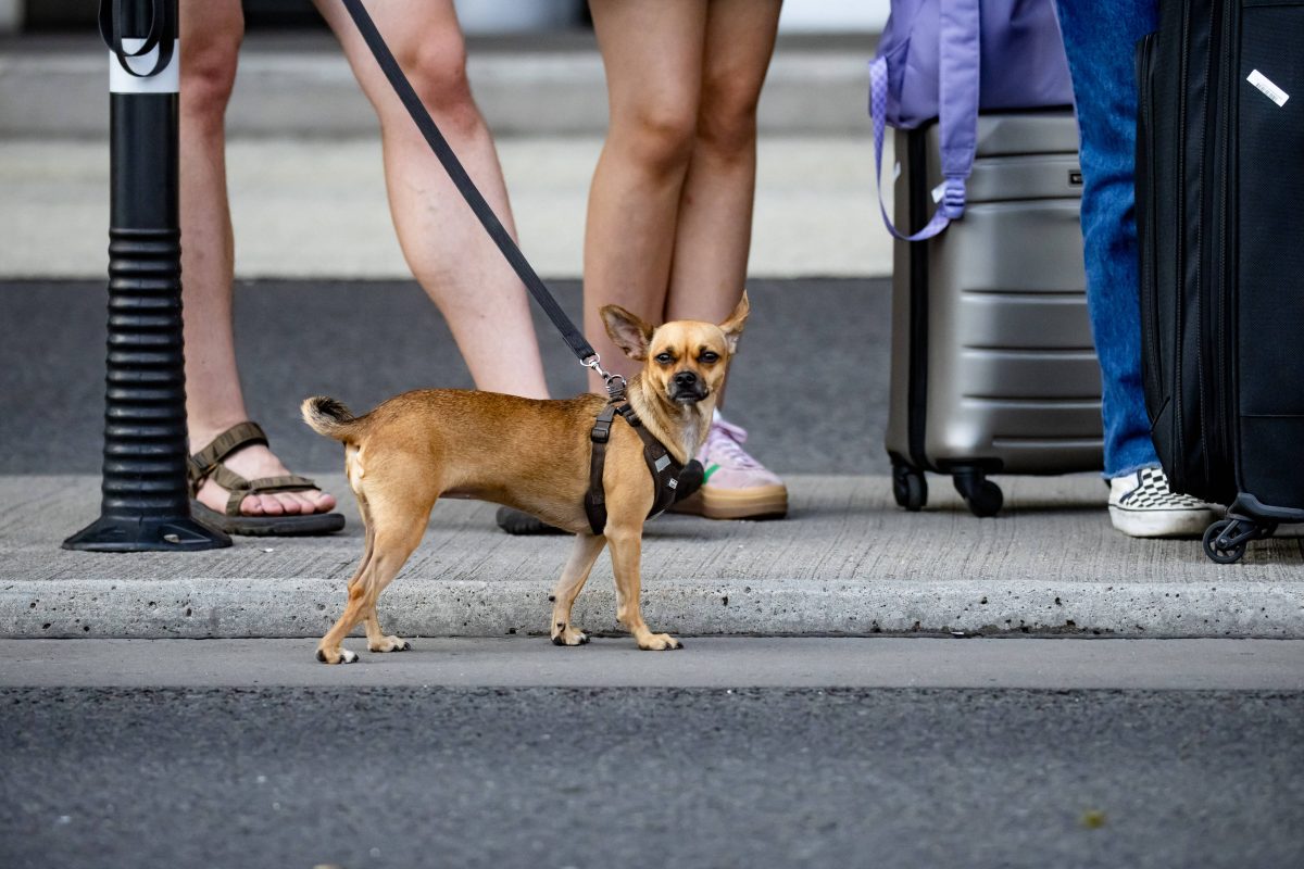 Hund in Berlin