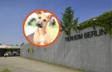 Tierheim Berlin