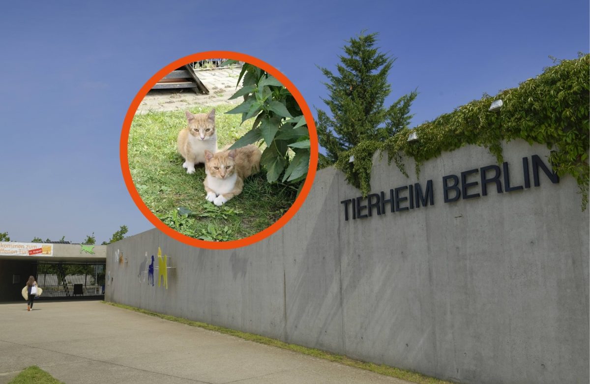 Tierheim Berlin