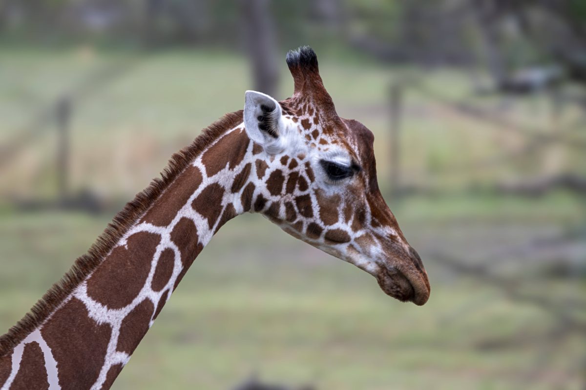 Tierpark Berlin