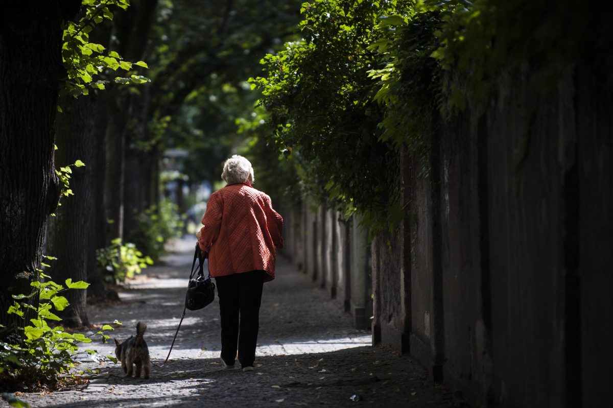 Hunde in Berlin