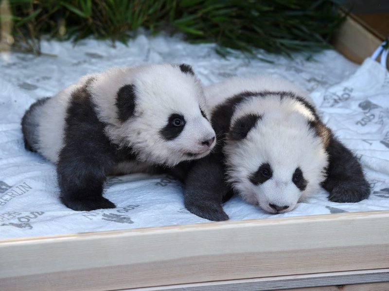 Zoo Berlin: Wirbel um die Panda-Babys! „Stehen unter strengem Schutz“