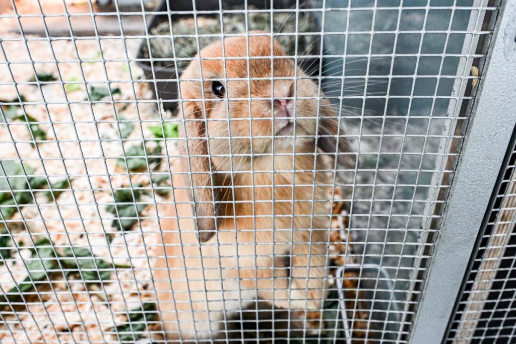 Ein Kaninchen im Tierheim Berlin.