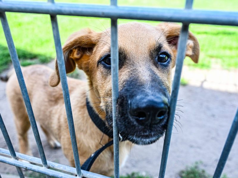 Tierheim Berlin: Vermittlungsstopp um Weihnachten – das musst du wissen