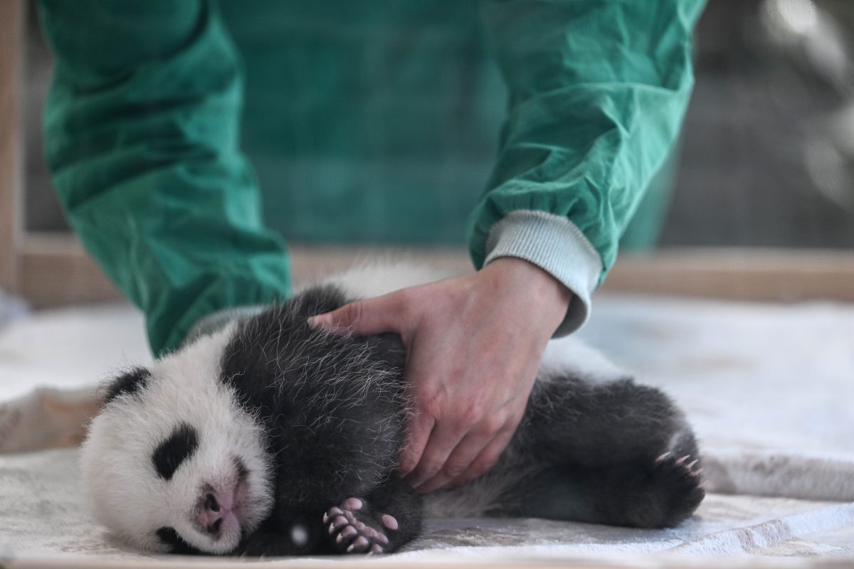 Für die Panda-Zwillinge aus den Zoo Berlin steht bald ein ganz großer Tag an.