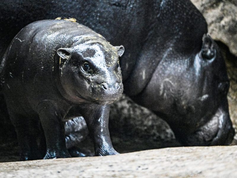 Zoo Berlin: Wirbel um Baby-Hippo Toni – Mutter Debbie handelt sofort