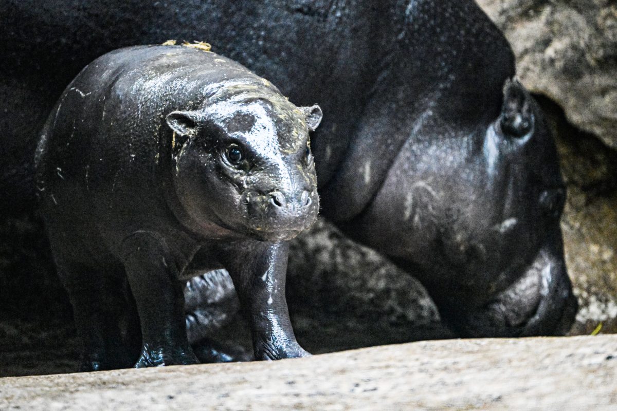 Zoo Berlin