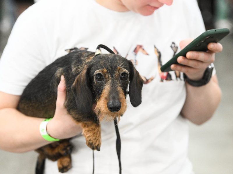 Hund in Berlin verliert die Orientierung – Halterin hat einen schlimmen Verdacht