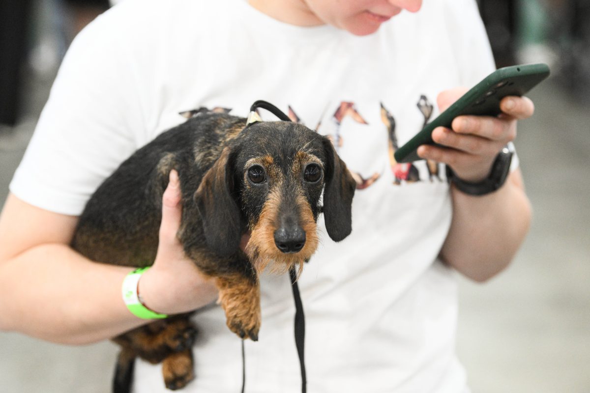 Hund in Berlin