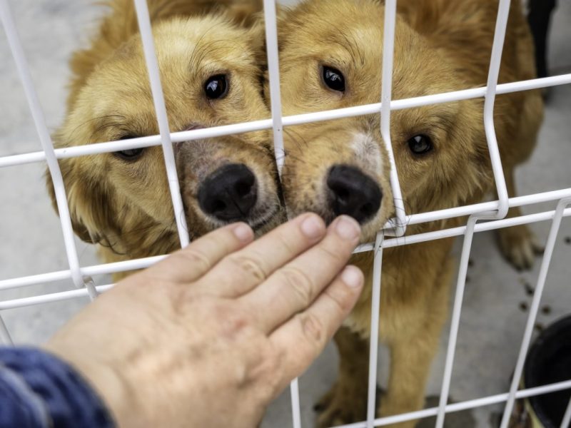 Berlin: Aufgeschlitzte Reifen und zugeklebte Türen waren nur der Anfang – Tiertafel wird Opfer von Attacke