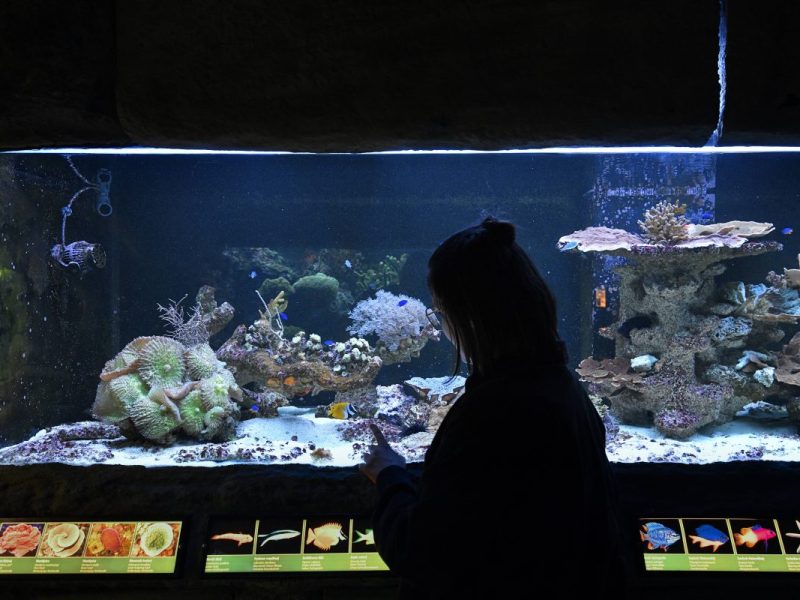 Sea Life in Berlin schließt: Beben in der Branche – droht jetzt auch das Aus vom Ocean Berlin?