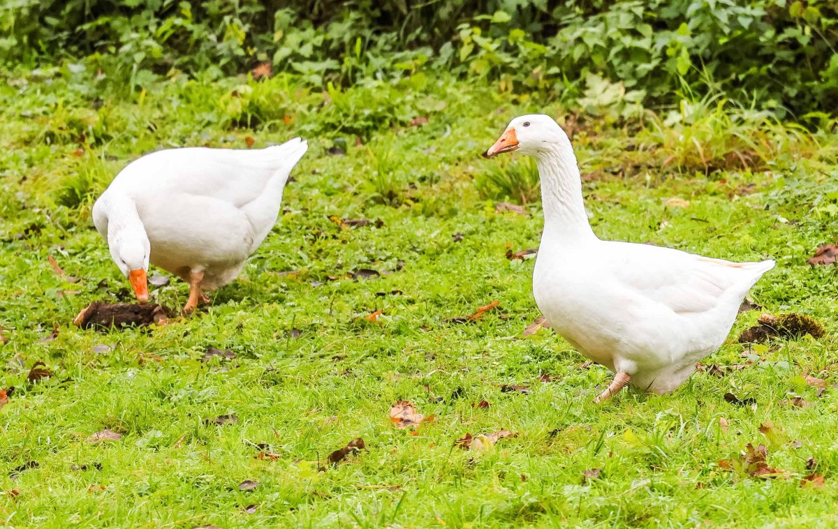 Weihnachten: Gans