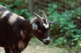 Tierpark bei Berlin