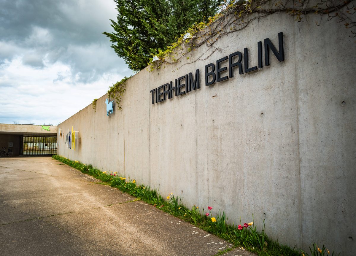 Tierheim Berlin