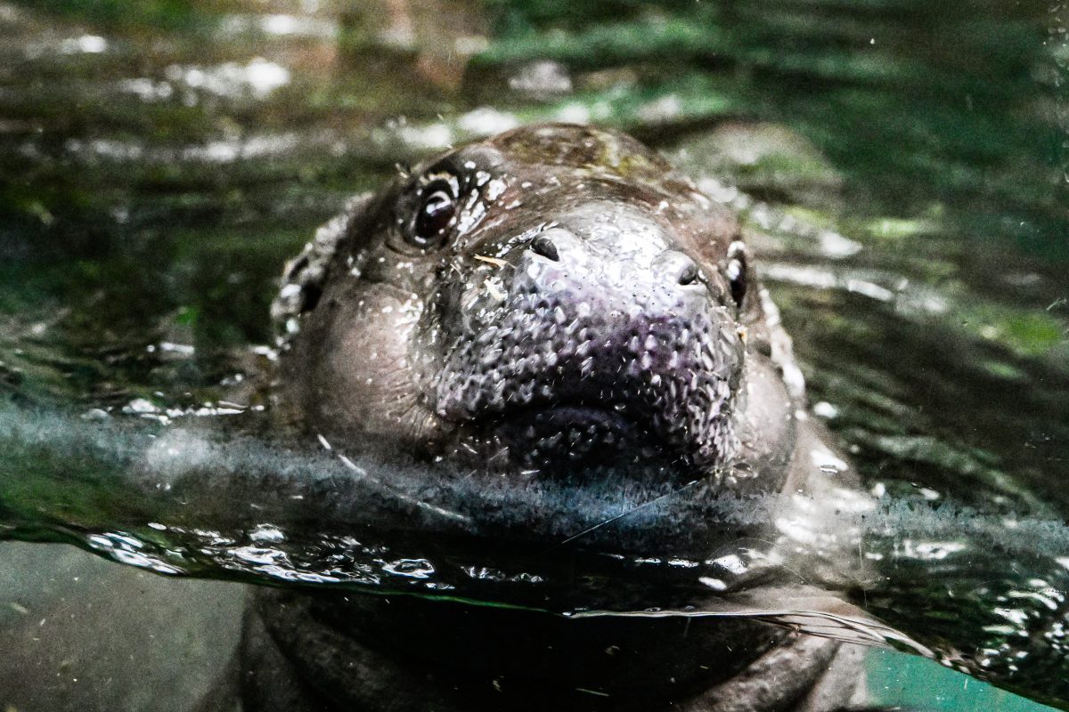 Zoo Berlin