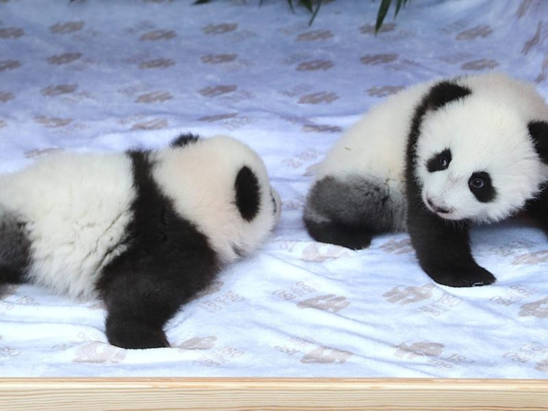 Zoo Berlin: Besucher den Tränen nah – es geht um die Panda-Zwillinge