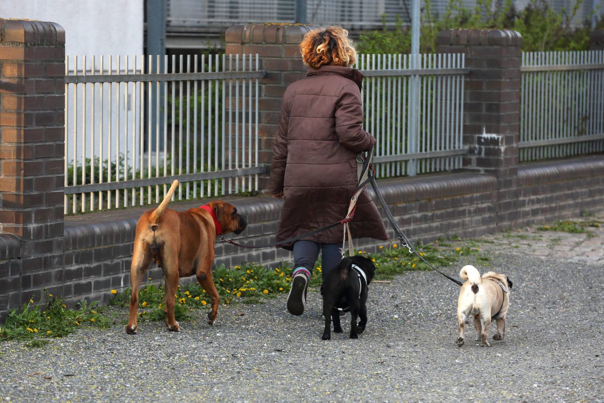 Hund in Berlin