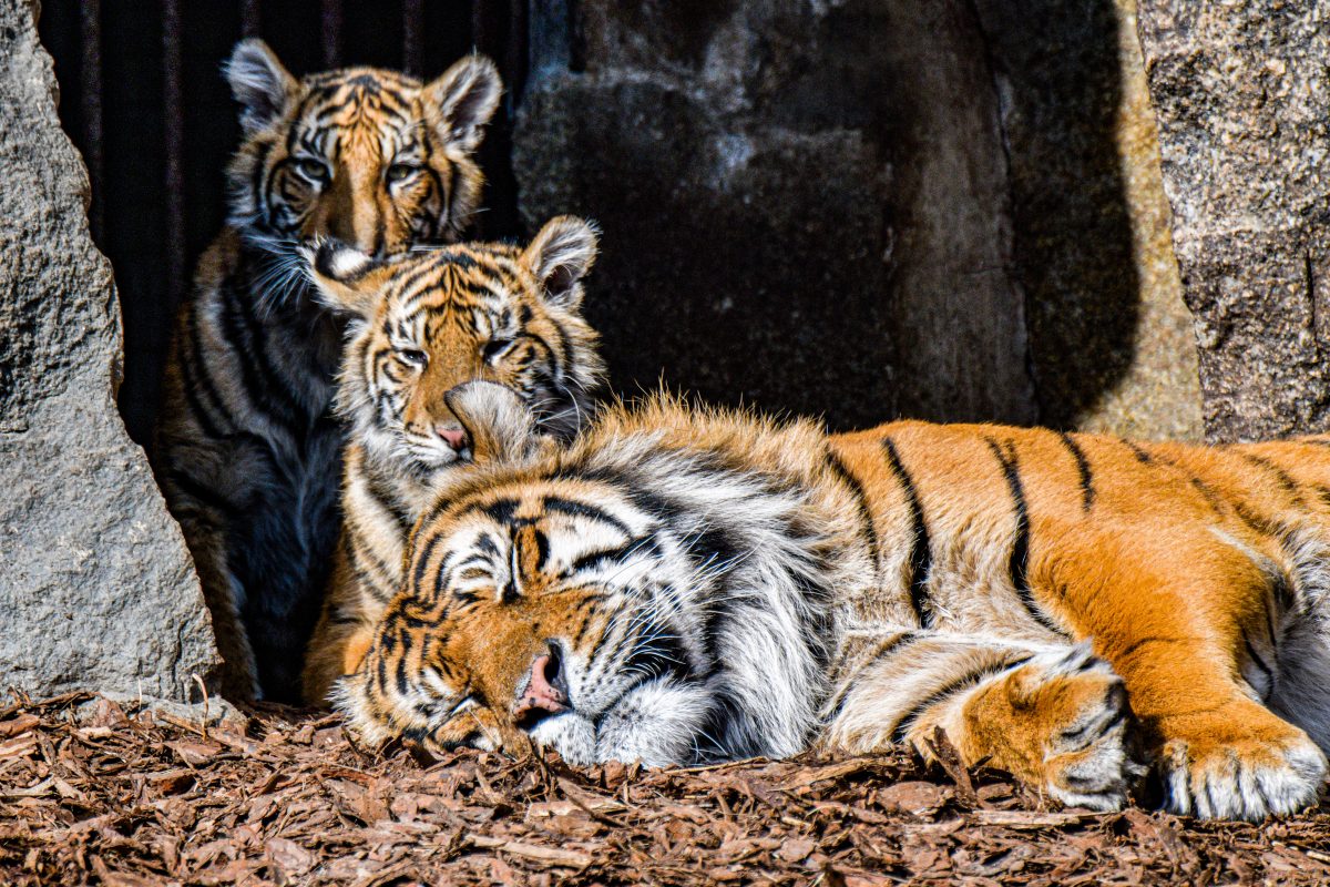 Tierpark Berlin