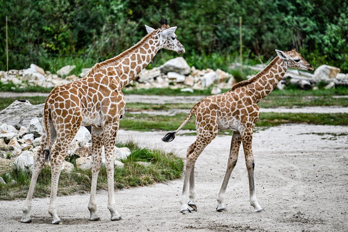 Tierpark Berlin