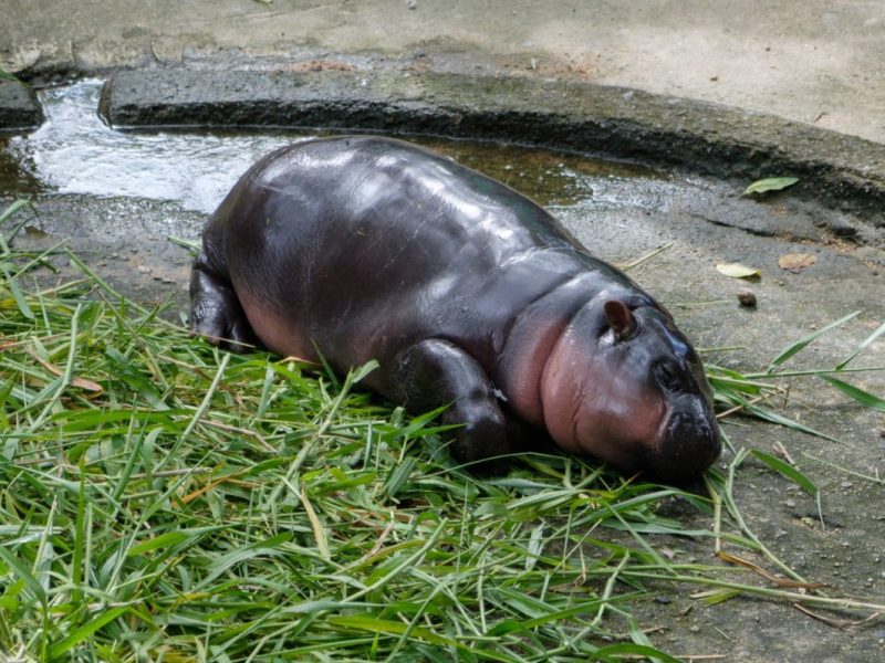 Zoo Berlin in Aufregung! Nachricht über Baby-Hippo Toni lässt aufhorchen