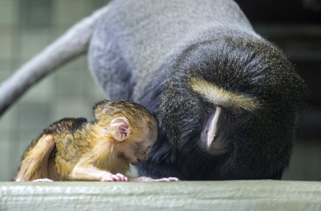 Zoo Berlin