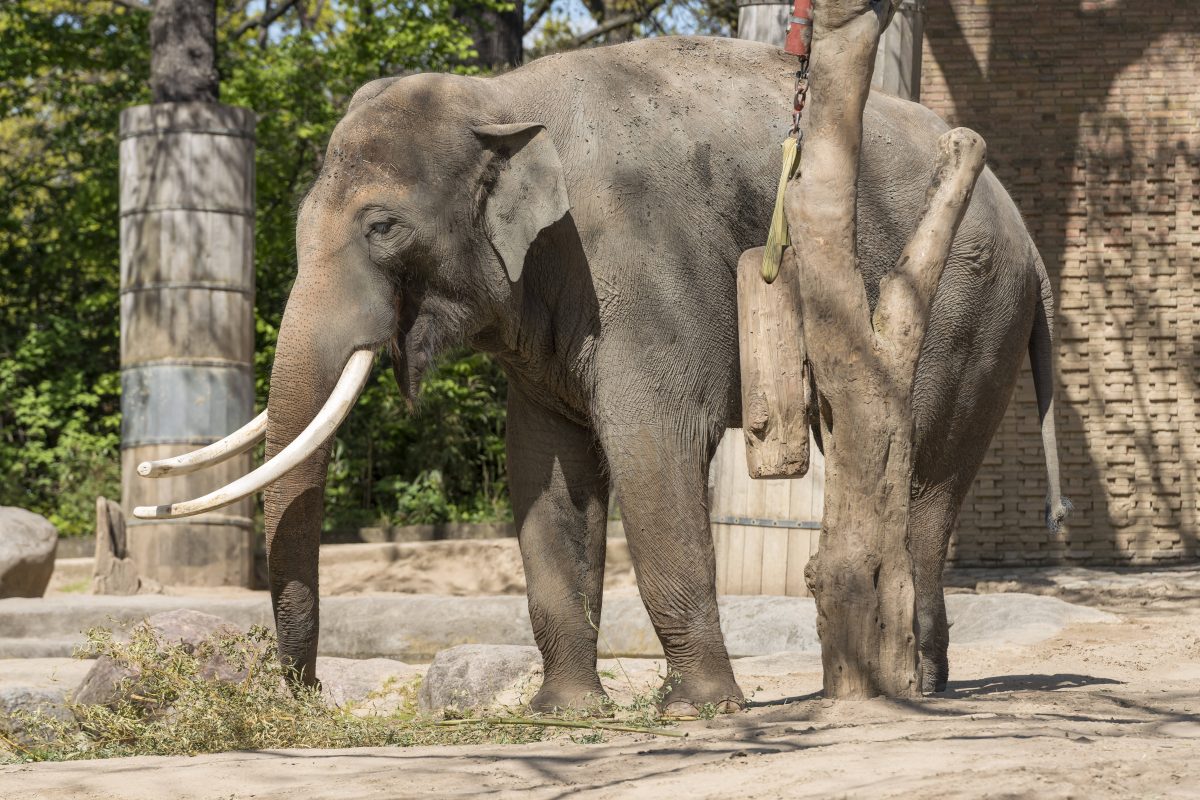 Zoo Berlin