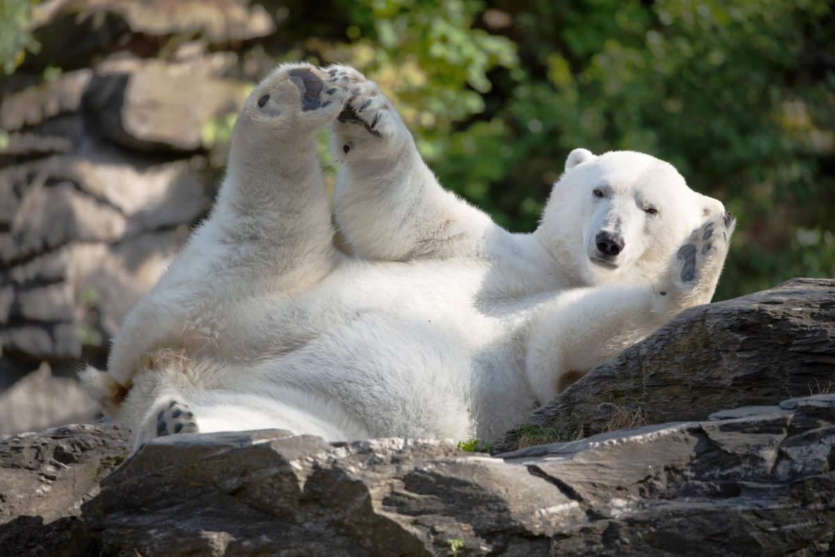 Tierpark Berlin