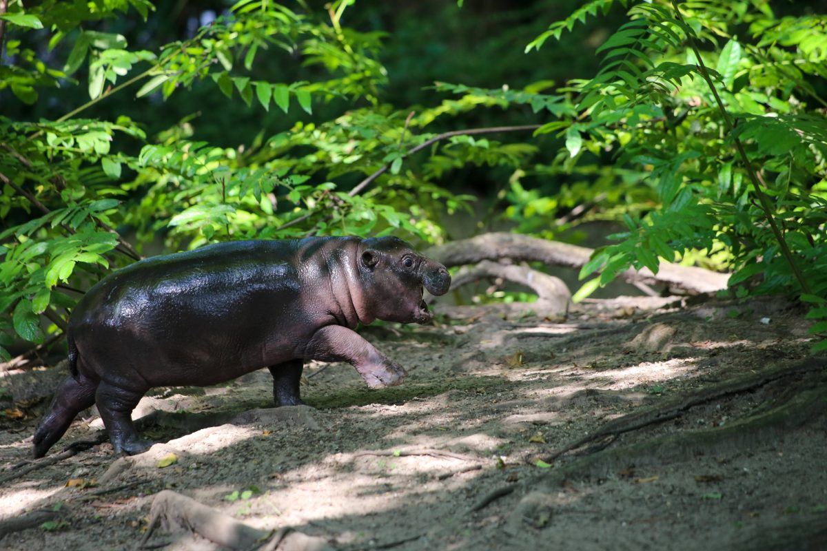 Zoo Berlin