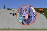 Tierheim Berlin