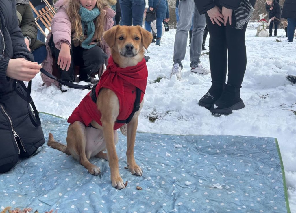 Jimmy ist 3,5 Jahre alt und kommt aus Nordmazedonien. Seit 6 Monaten ist er in Deutschland. Tierschutz: Hundeliebe-grenzenlos