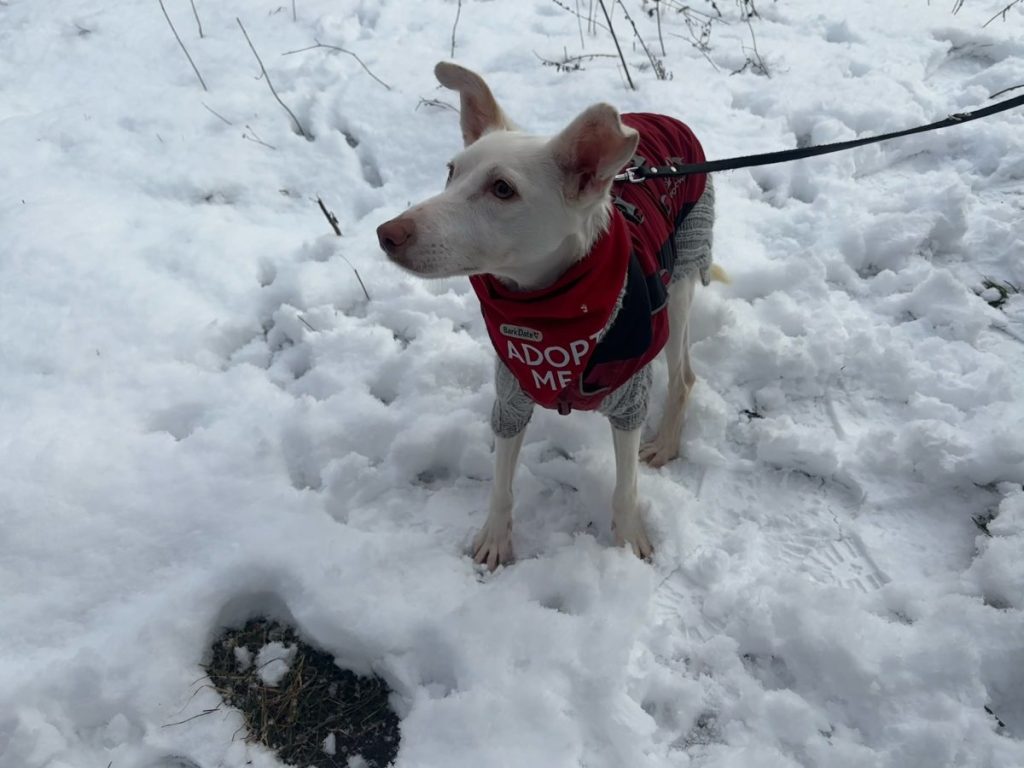 Sophia ist ebenfalls aus Spanien circa zwei Jahre alt. Sie lebt in einer Pflegestelle Teltow (bei Berlin). Tierschutz: Hundehilfe Spanien