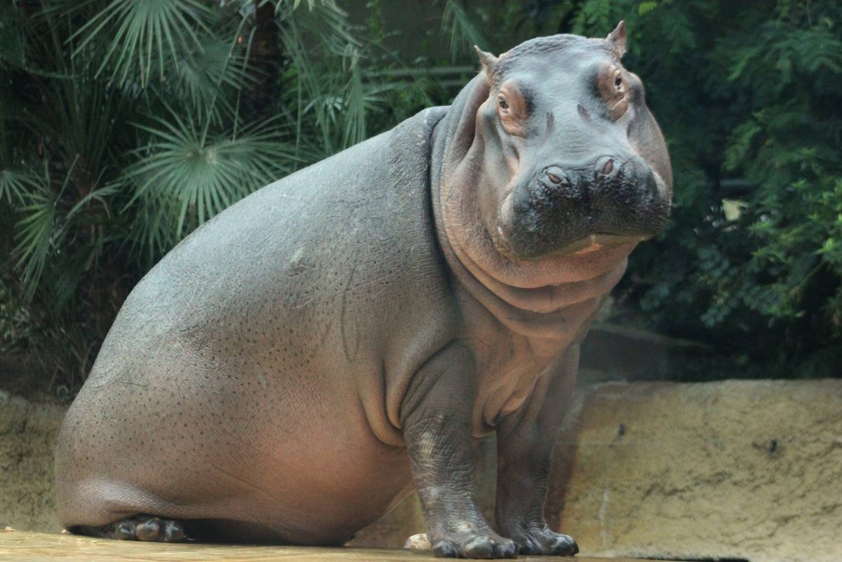 Zoo Berlin