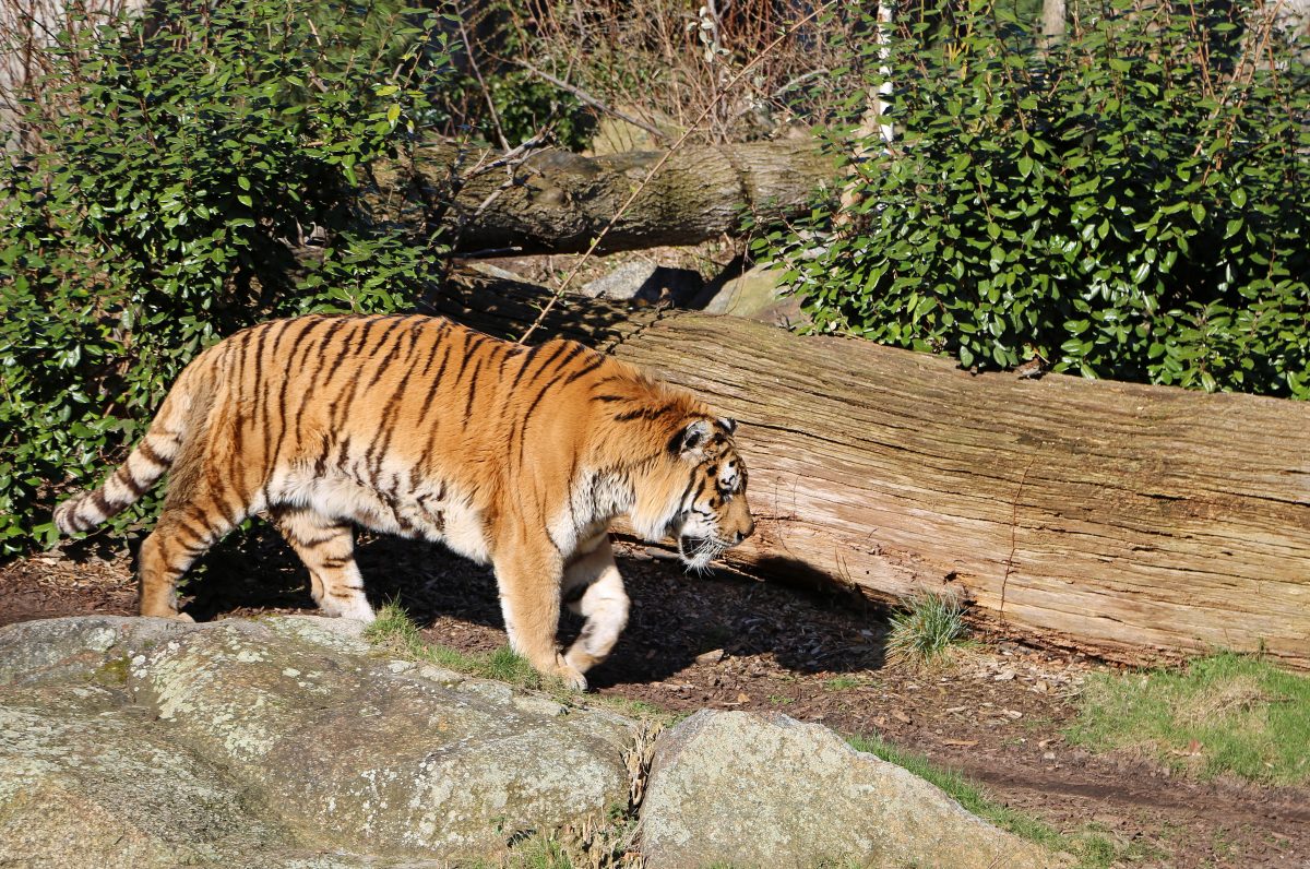 Tierpark Berlin