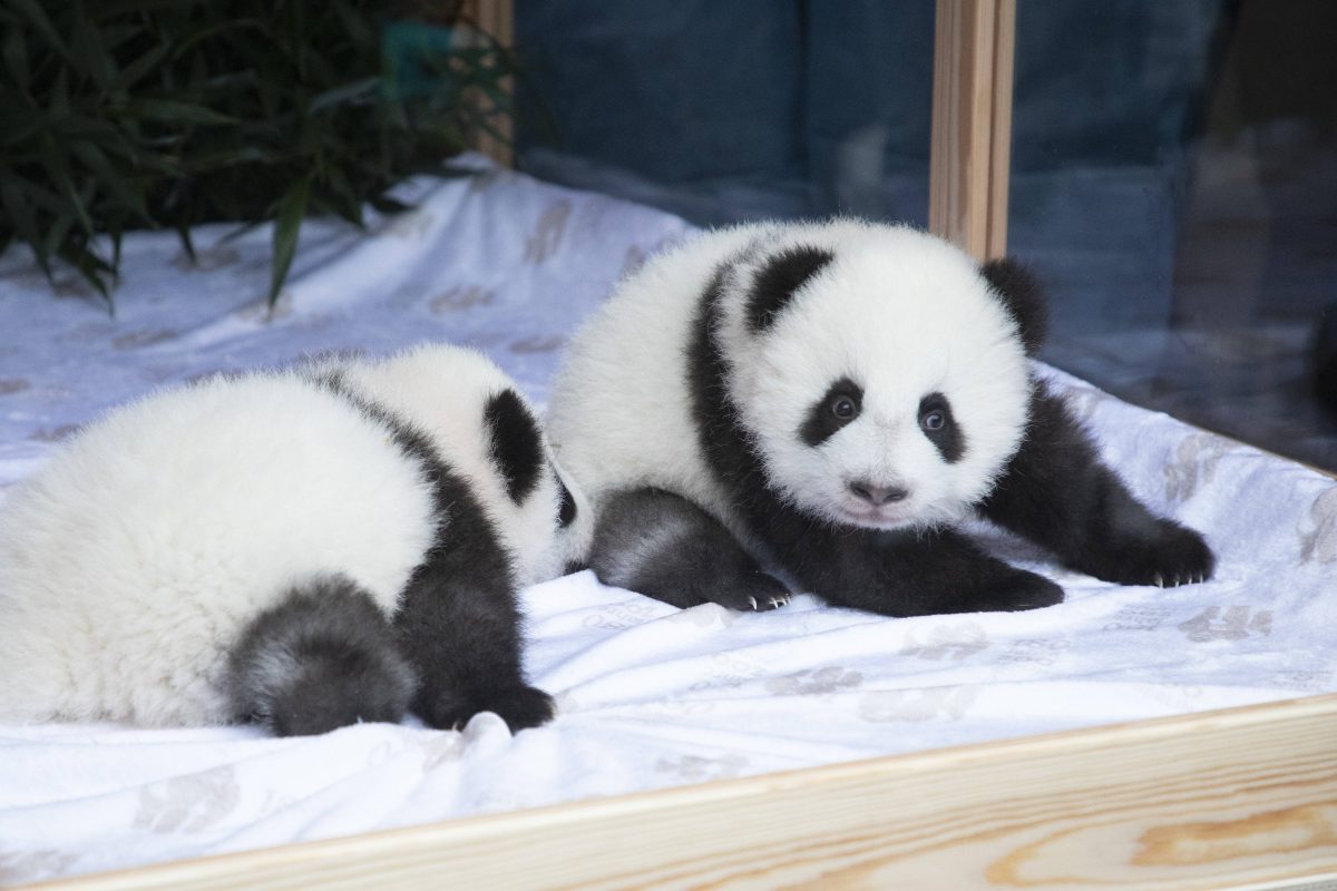 Zoo Berlin